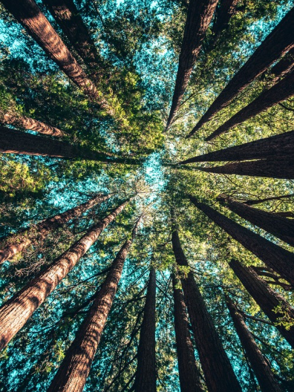trees-02
