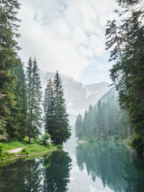 trees-rivers-02